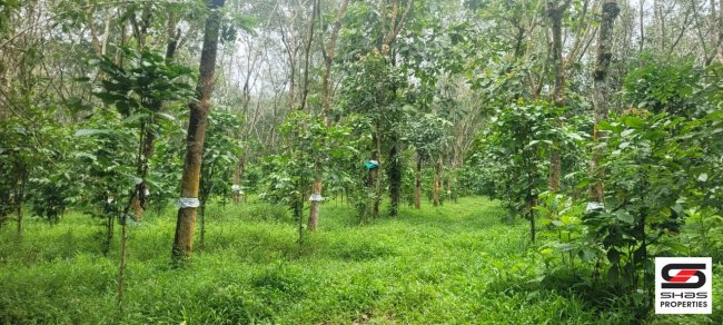 Mixed farmland for sale in Panamaram, Wayanad