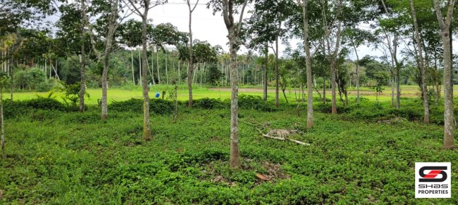 Land for sale in Panamaram, Wayanad