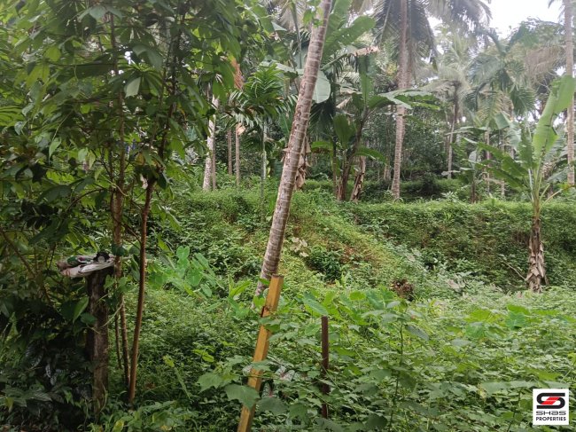 Land for sale near Balussery, Kozhikode