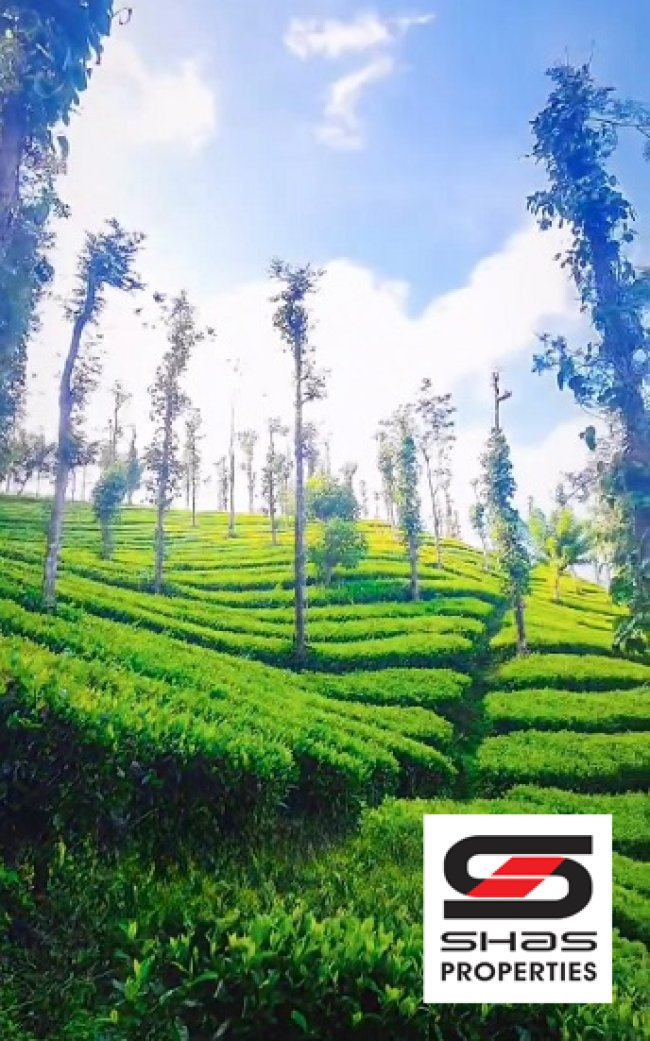 Tea plantation for sale in Periya, Wayanad