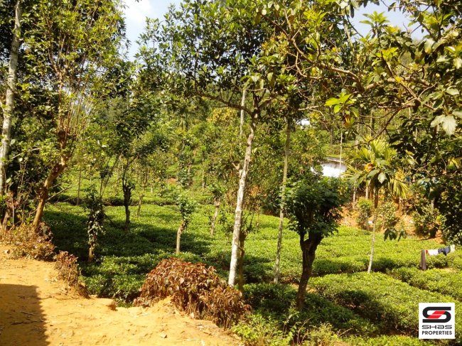 1 Acre tea plantation for sale near Nilgiris, Tamil Nadu