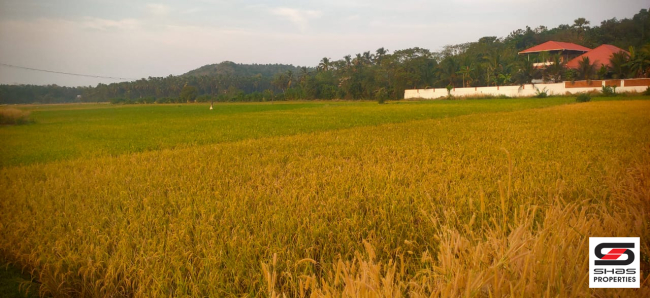 Paddy field for sale near Pattambi, Palakkad