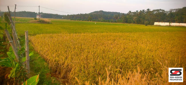 Paddy field for sale near Pattambi, Palakkad