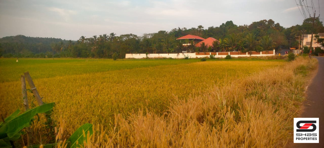 Paddy field for sale near Pattambi, Palakkad