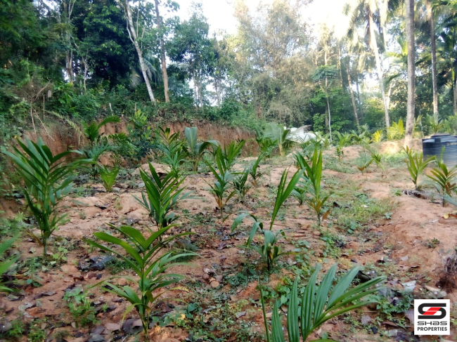 Land with house for sale in Cherpulassery, Palakkad