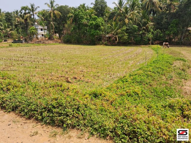 Paddy field for sale near Kongad, Palakkad