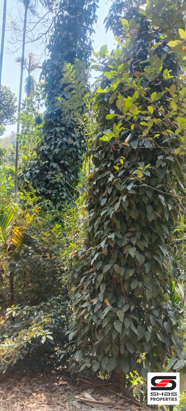 Farmland for sale in Attappadi, Palakkad