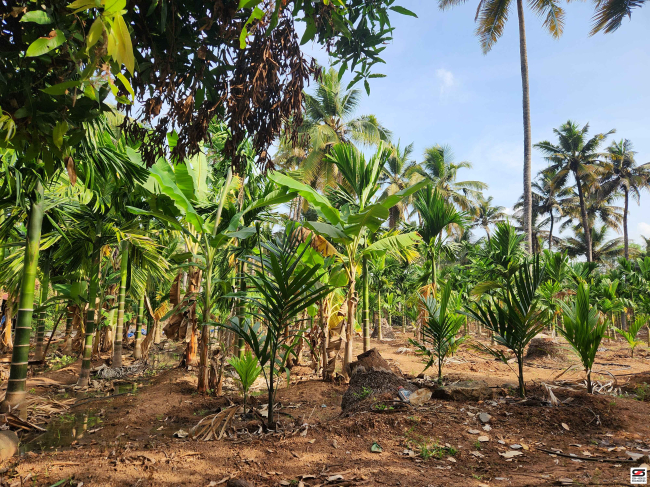 Farmland with house for sale near Gopalapuram, Palakkad
