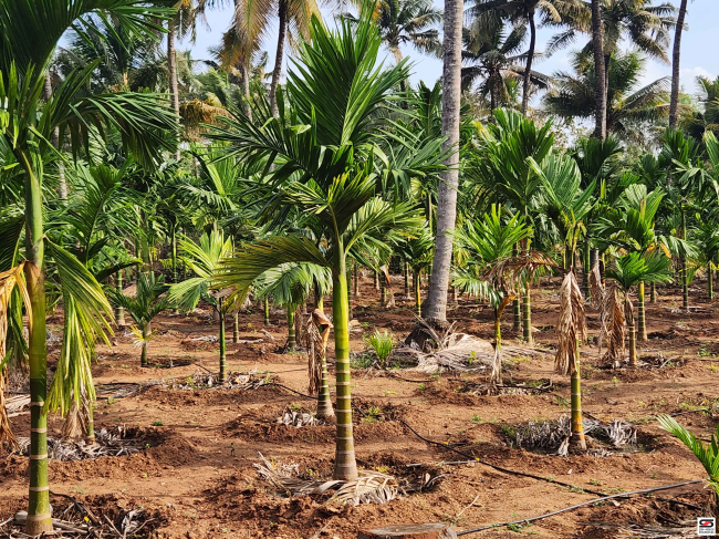 Farmland with house for sale near Gopalapuram, Palakkad