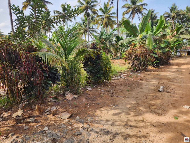 Farmland with house for sale near Gopalapuram, Palakkad