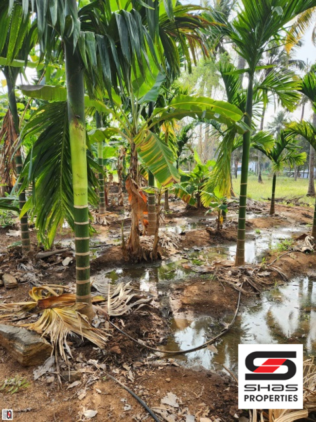Farmland with house for sale near Gopalapuram, Palakkad