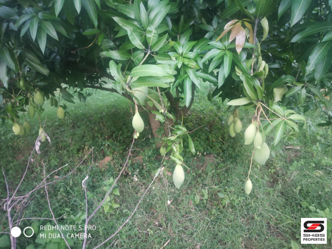 Farmland for sale in Kollengode, Palakkad