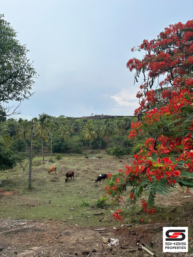 Farmland for sale in Kollengode, Palakkad