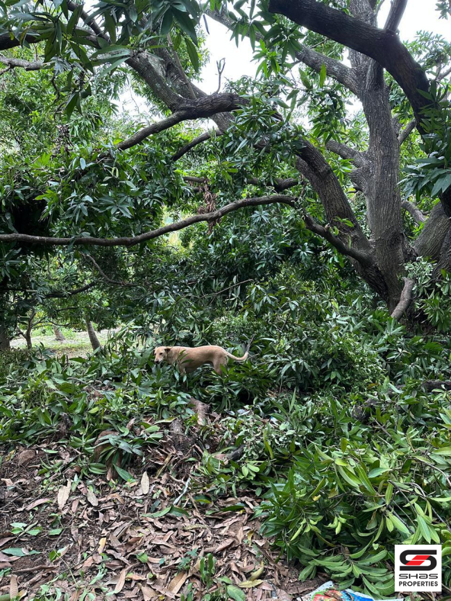 Mango farmland for sale in Kollengode, Palakkad