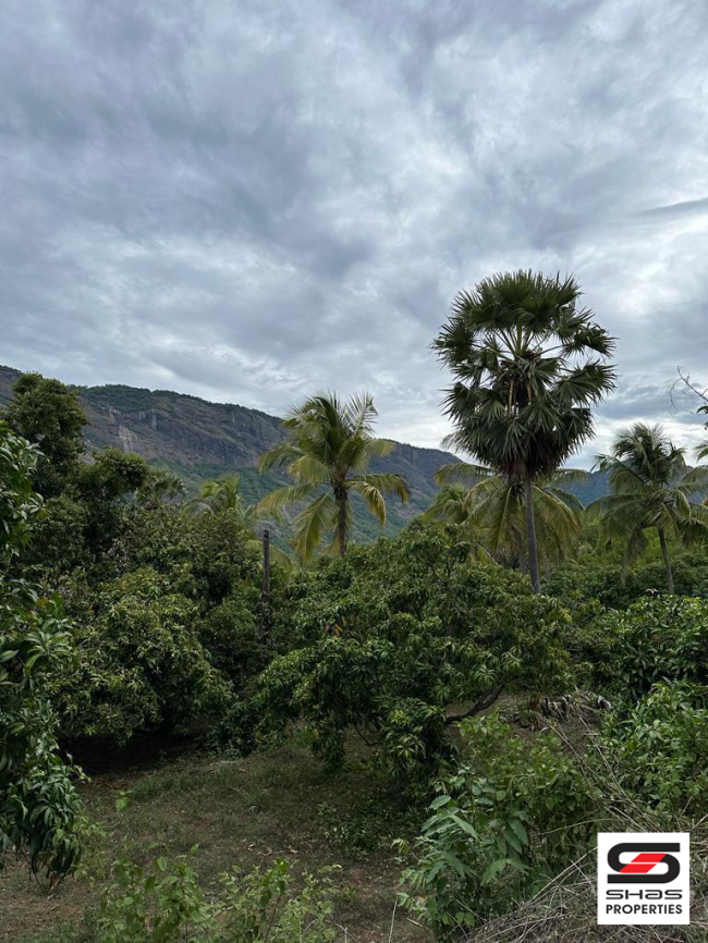 Mango farmland for sale in Kollengode, Palakkad