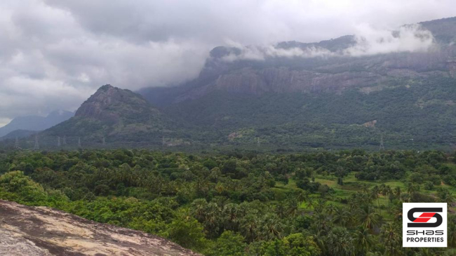 Mango farmland for sale in Kollengode, Palakkad