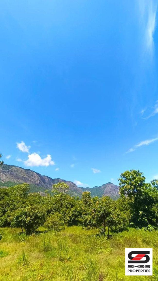 Mango farmland for sale in Kollengode, Palakkad