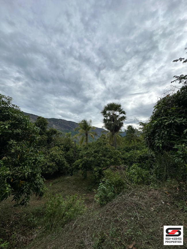Mango farmland for sale in Kollengode, Palakkad