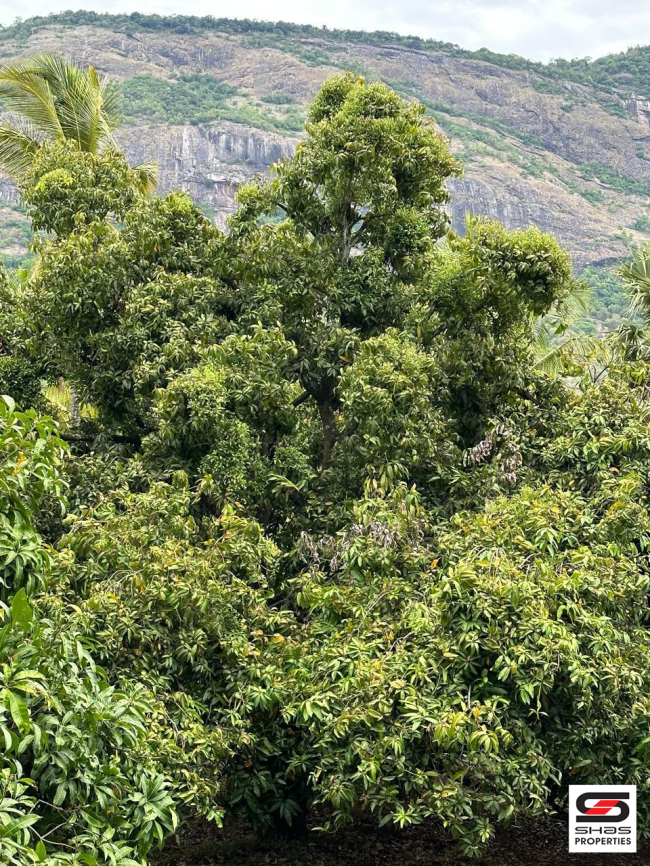 Mango farmland for sale in Kollengode, Palakkad