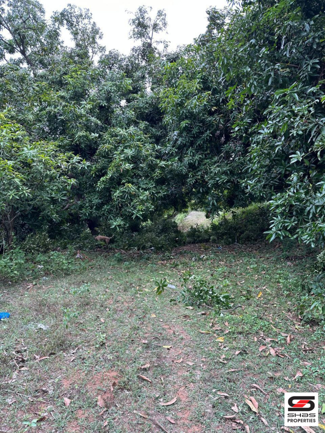 Mango farmland for sale in Kollengode, Palakkad