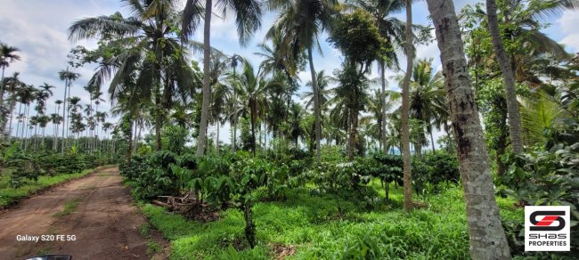 Land for sale in Pulpally, Wayanad