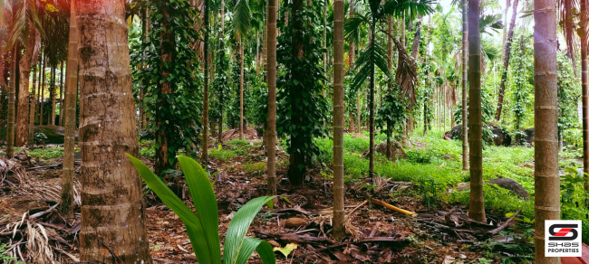 Farmland for sale in Kadappara, Palakkad