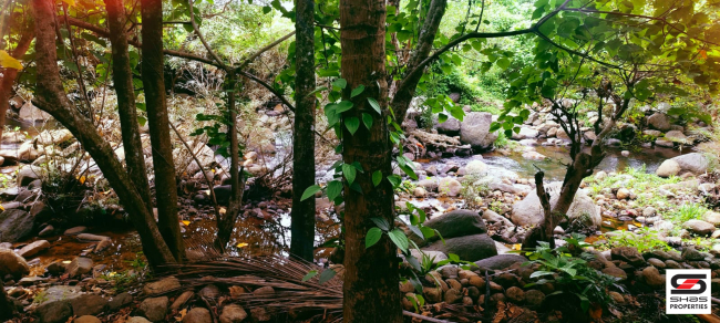 Farmland for sale in Kadappara, Palakkad
