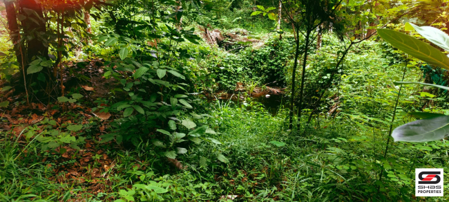 Farmland for sale in Kadappara, Palakkad