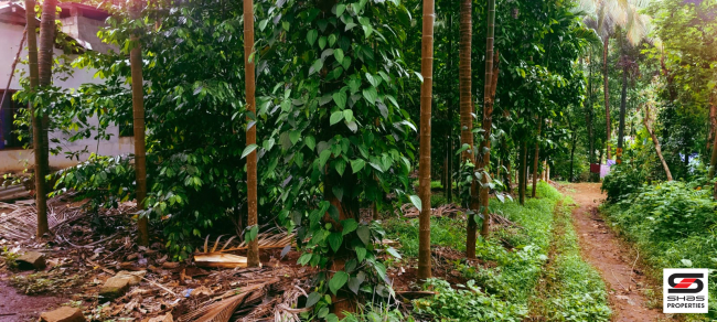 Farmland for sale in Kadappara, Palakkad