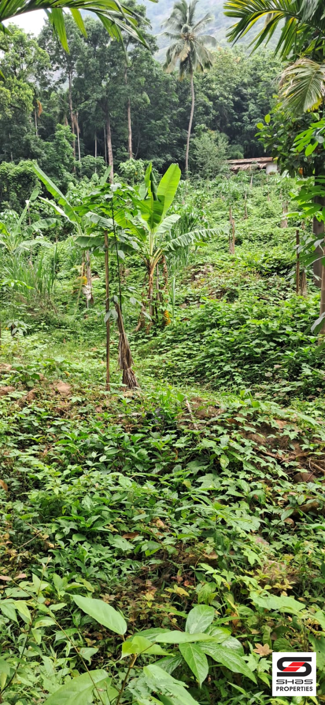 Farmland for sale in Irumbakachola Palakkad