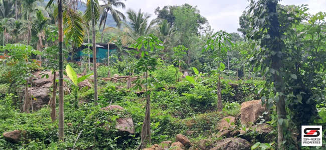 Farmland for sale in Irumbakachola Palakkad