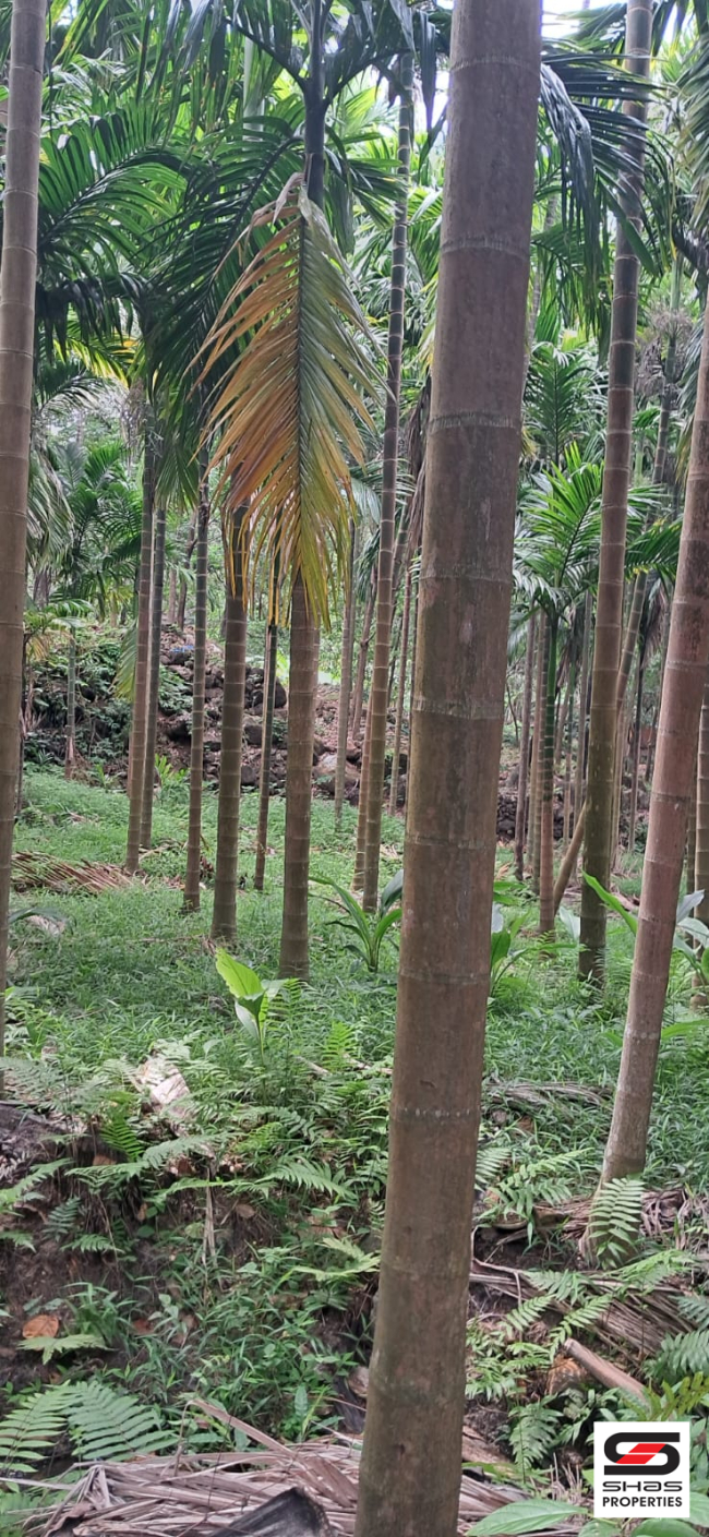 Farmland for sale in Irumbakachola Palakkad