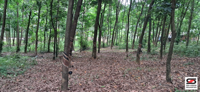 Farmland for sale in Irumbakachola Palakkad