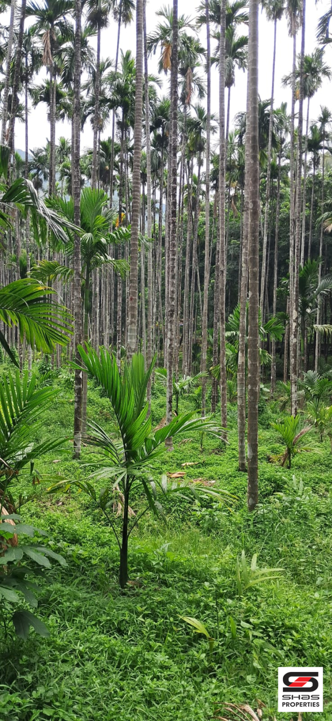 Farmland for sale in Irumbakachola Palakkad