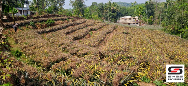 Plot for sale in Airapuram, Ernakulam