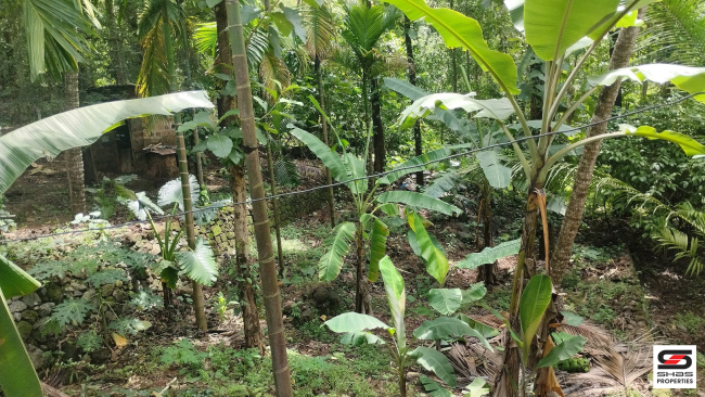Land with old house for sale in Chemberi, Kannur