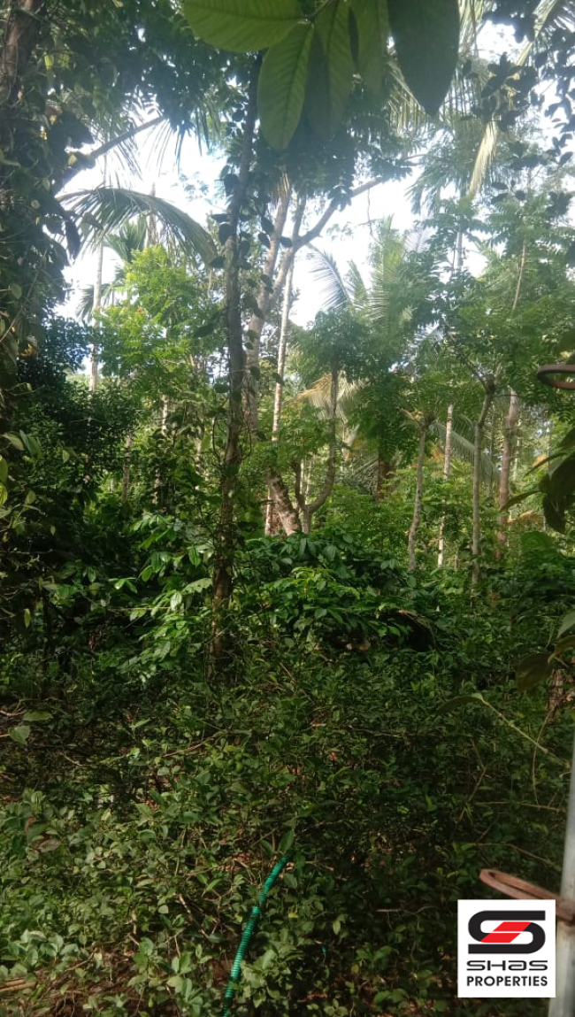 Farmland for sale near Pulpally, Wayanad