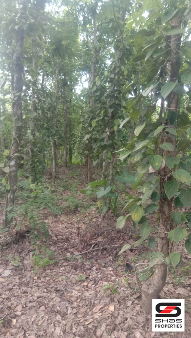 Farmland for sale near Pulpally, Wayanad