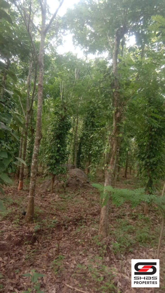 Farmland for sale near Pulpally, Wayanad