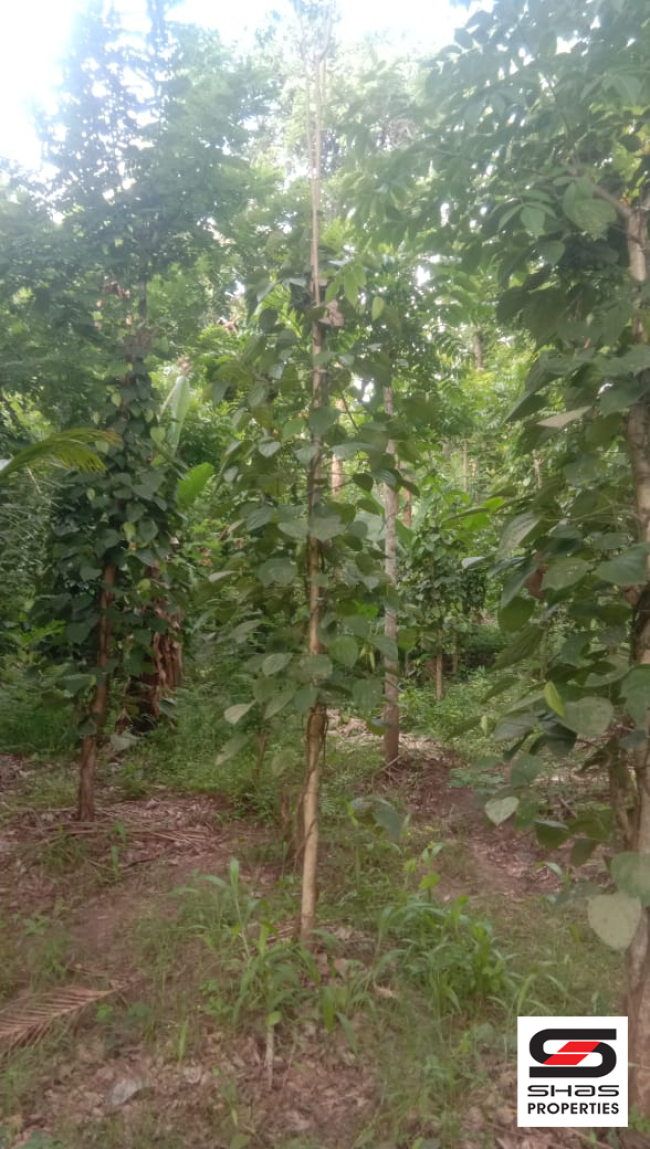 Farmland for sale near Pulpally, Wayanad