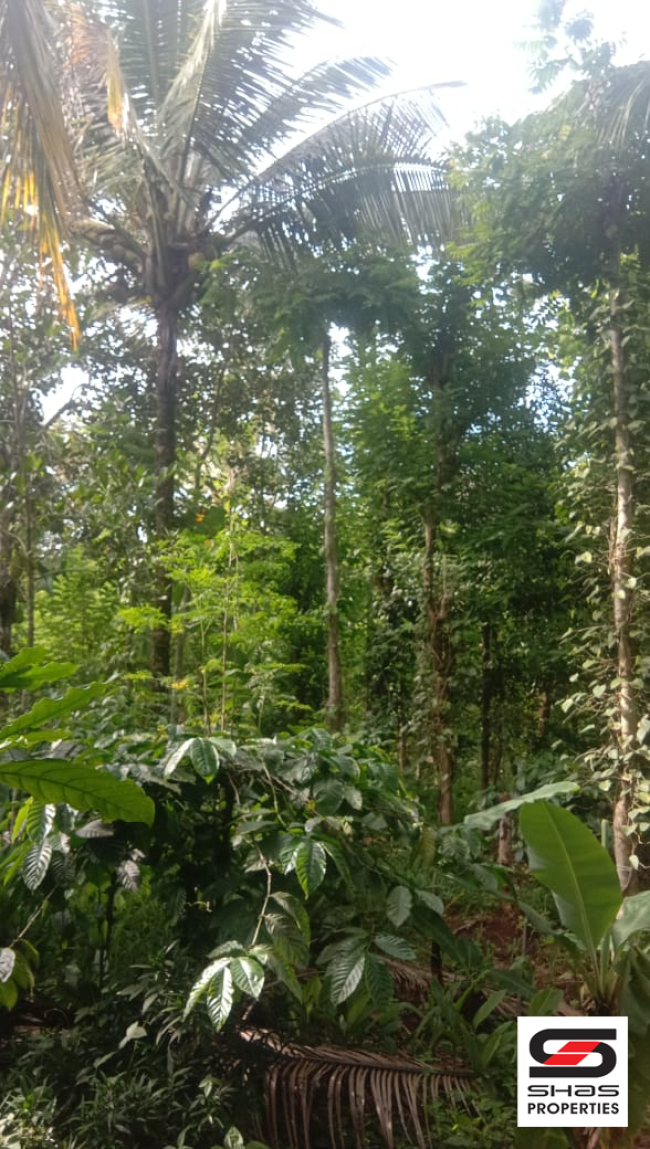 Farmland for sale near Pulpally, Wayanad