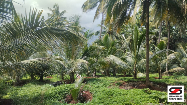 Farmland for sale near Vellarikundu, Kasaragod