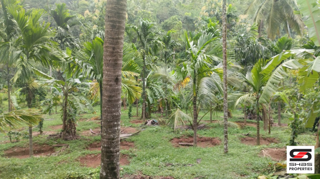 Farmland for sale near Vellarikundu, Kasaragod