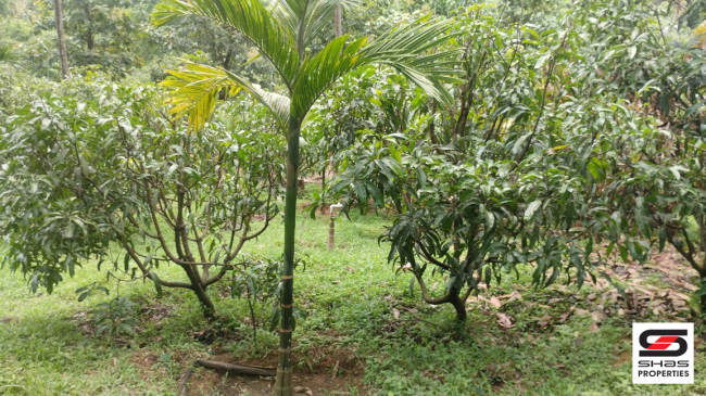 Farmland for sale near Vellarikundu, Kasaragod