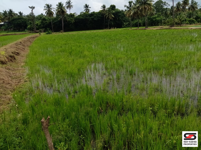 Paddy field with pond for sale in Kuthanur, Palakkad