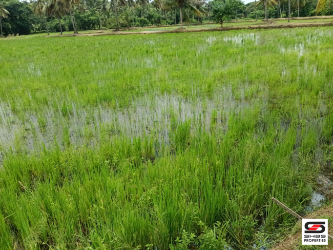 Paddy field with pond for sale in Kuthanur, Palakkad