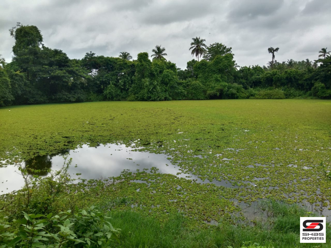 Paddy field with pond for sale in Kuthanur, Palakkad
