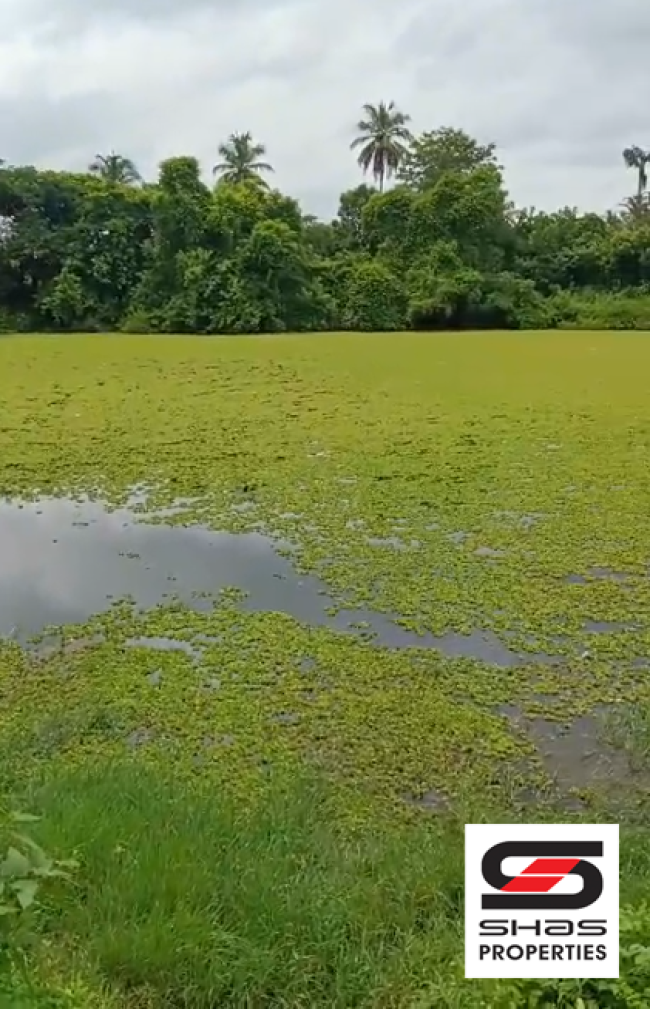 Paddy field with pond for sale in Kuthanur, Palakkad