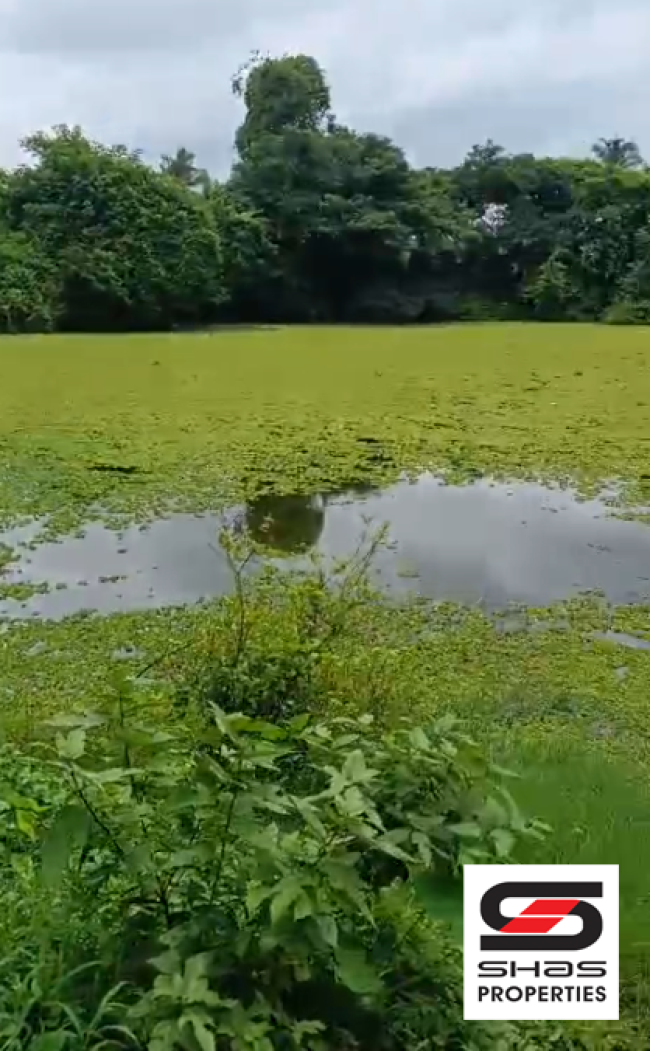 Paddy field with pond for sale in Kuthanur, Palakkad