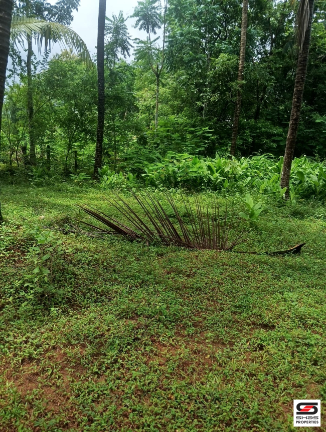 Land for sale in Ambalapara, Palakkad